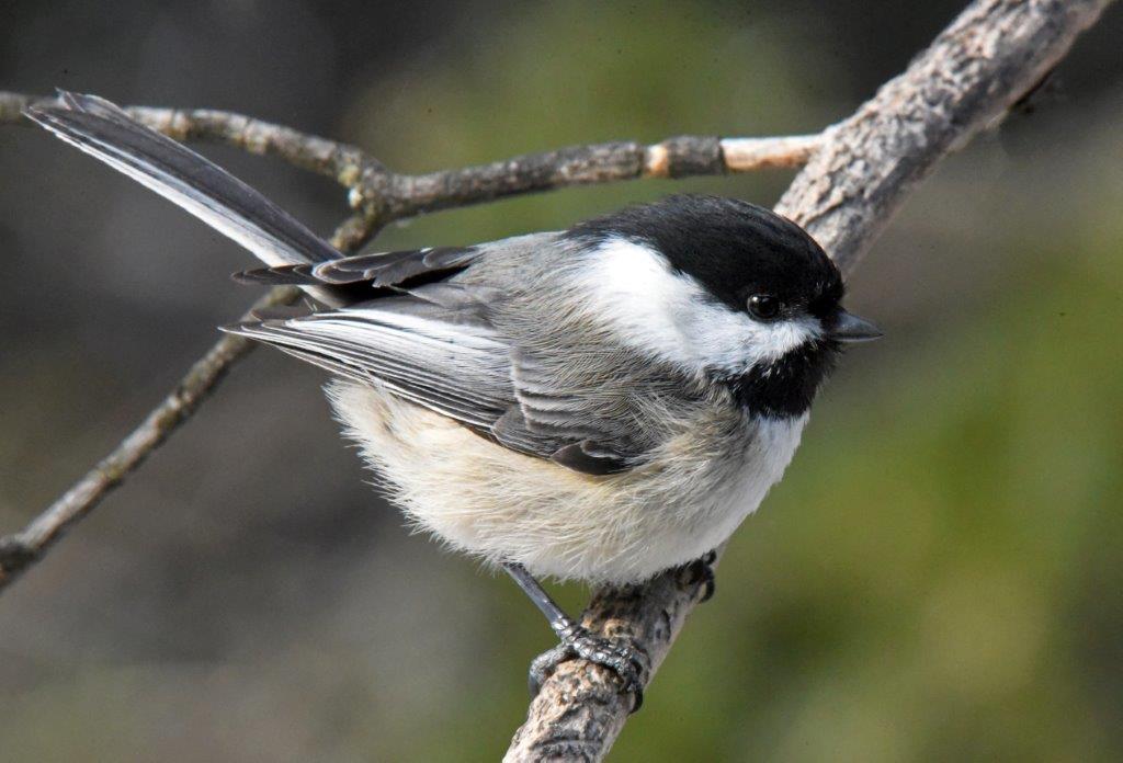 Chickadee