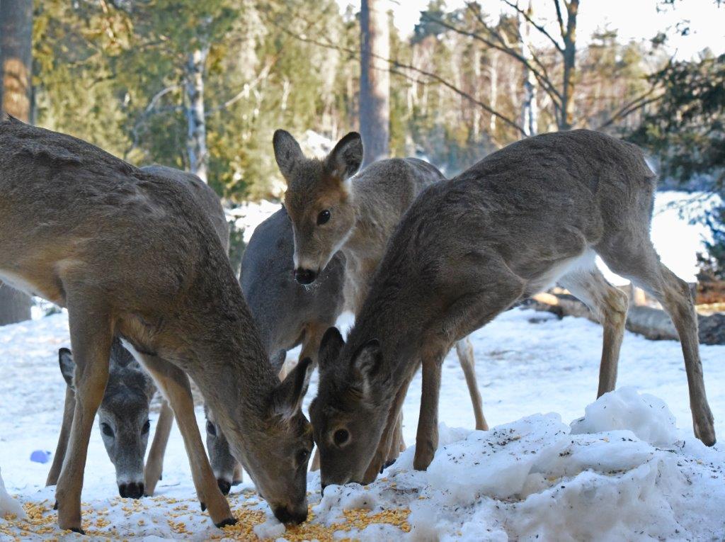 Deer at Corn