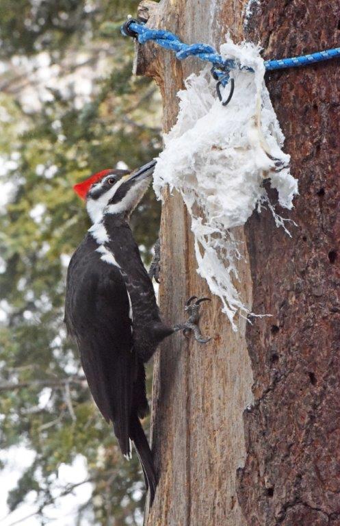 Pileated