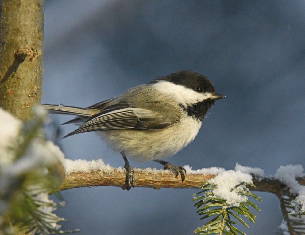 Chickadee