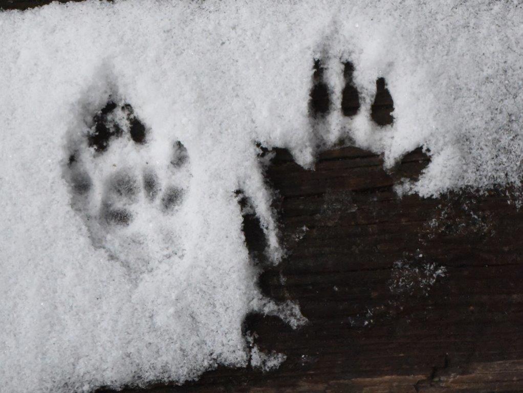 Tasha on the Move, Gull is Back UPDATE April 12, 2018 The Wildlife