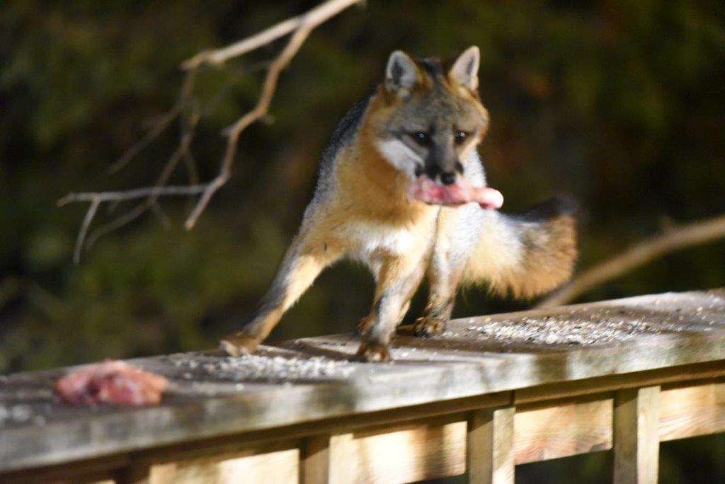Gray fox with chicken