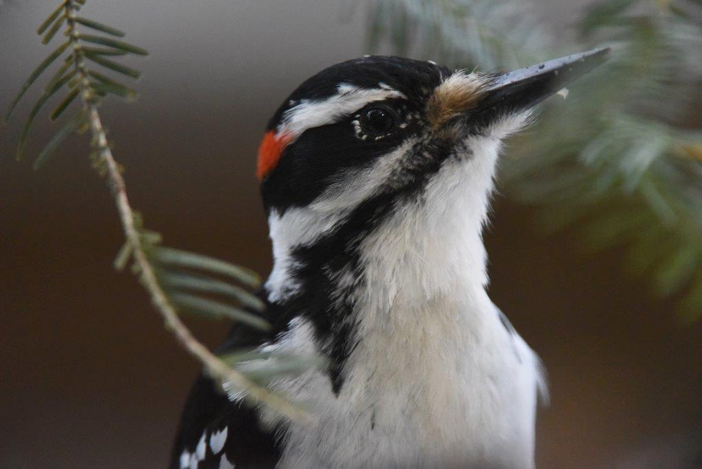 Hairy woodpecker