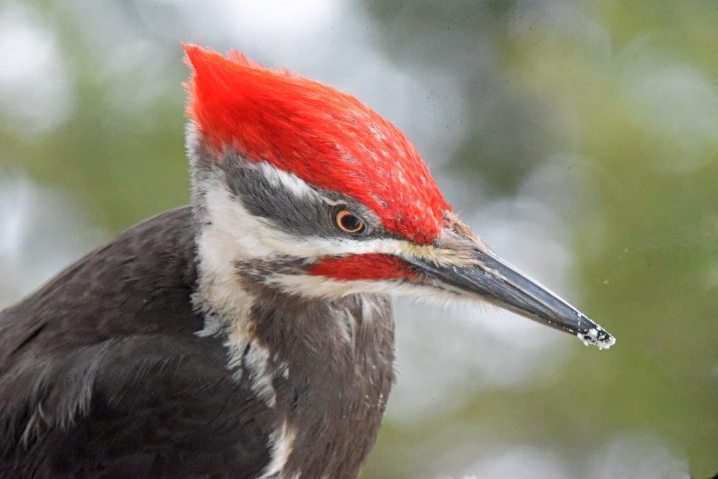 Pileated woodpecker male