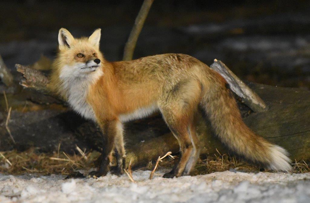 Red fox