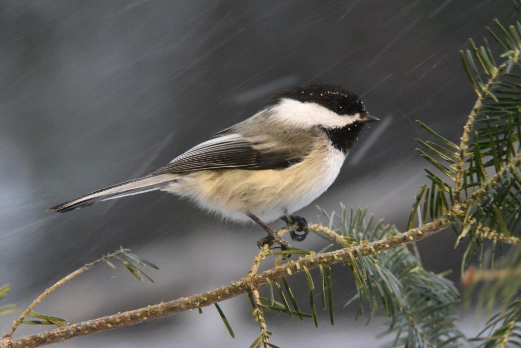 Chickadee