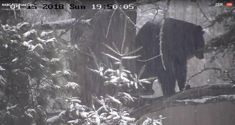 Tasha in a snowstorm