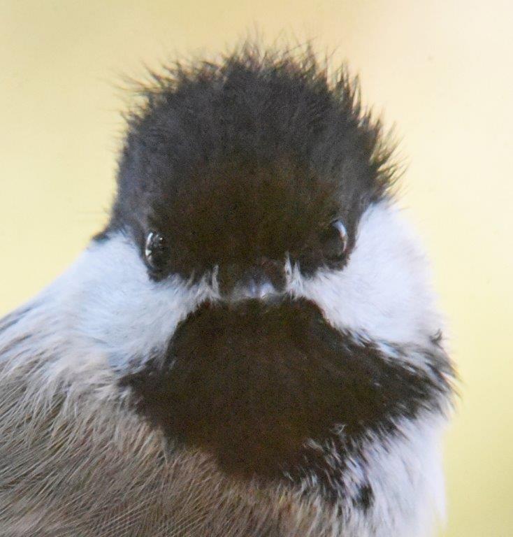 Chickadee