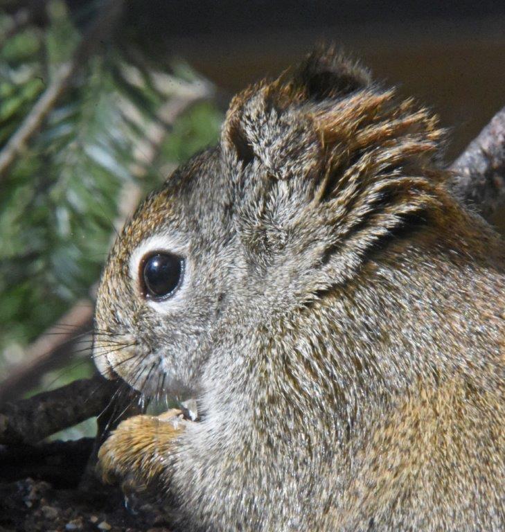 20180417 Red Squirrel