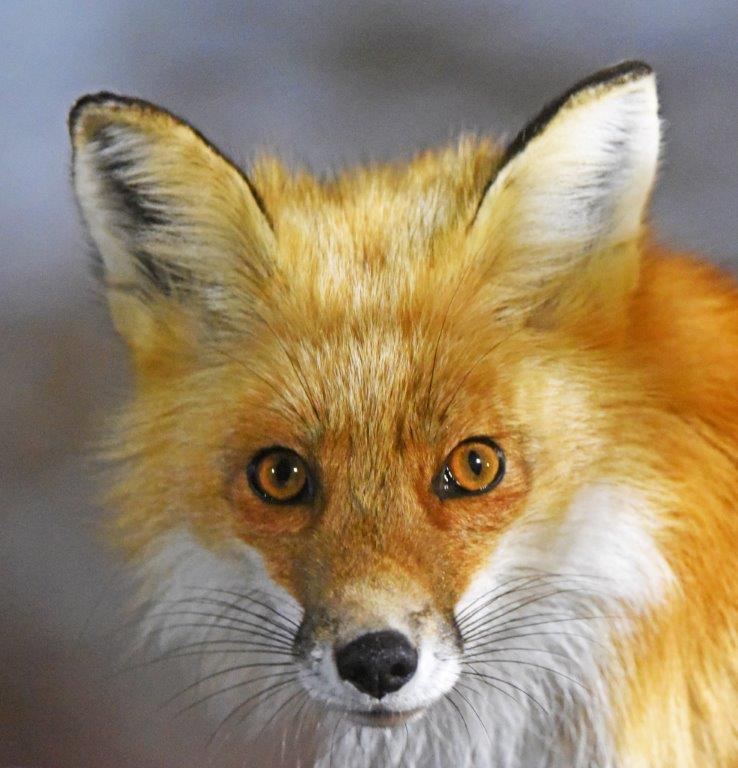 Red fox face