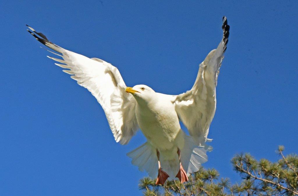 Herring gull