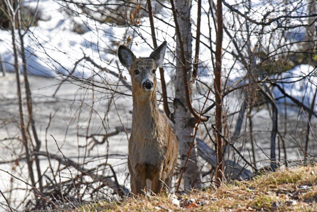 Deer with snow behind