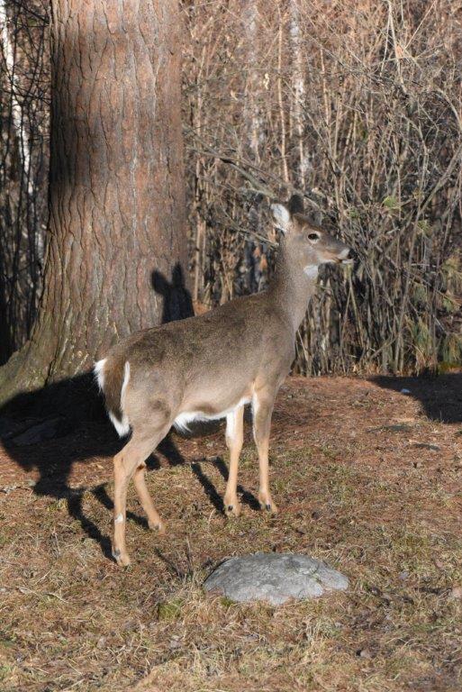 Deer with snow-free ground