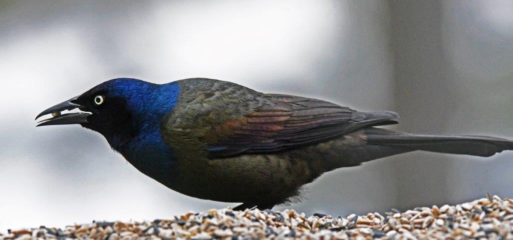 Grackle