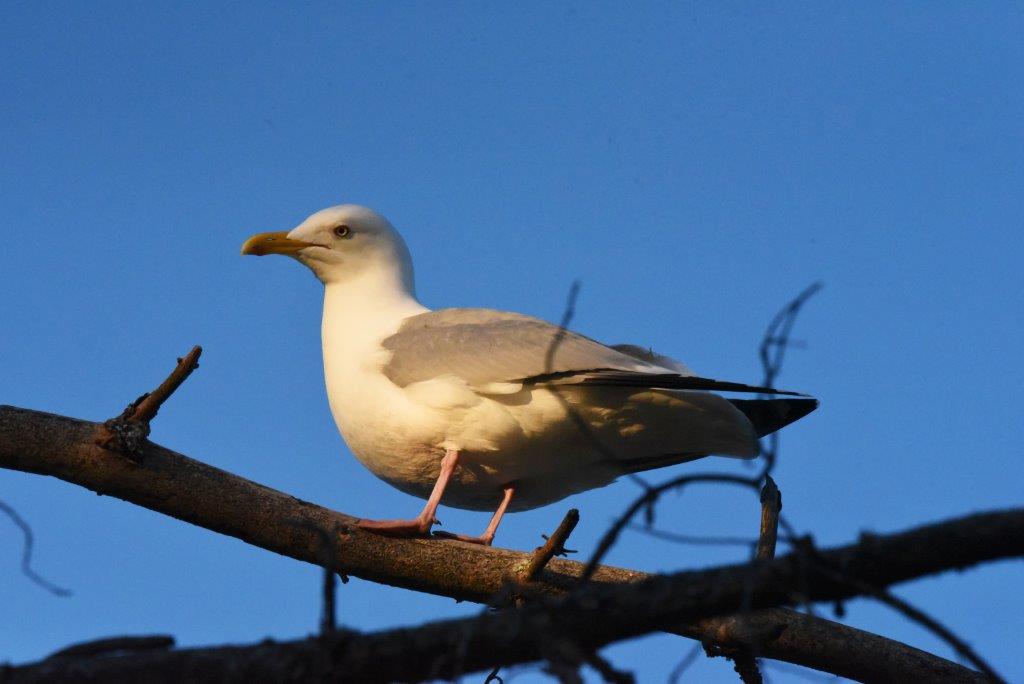 Herring gull