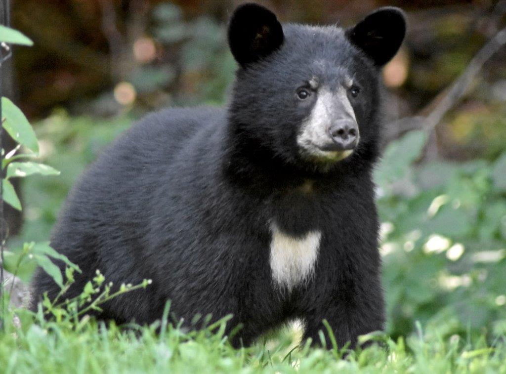 Ohio as a cub 8-8-16