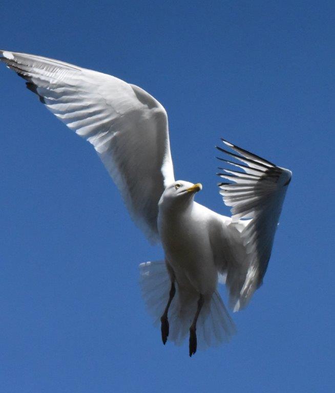 Herring gull