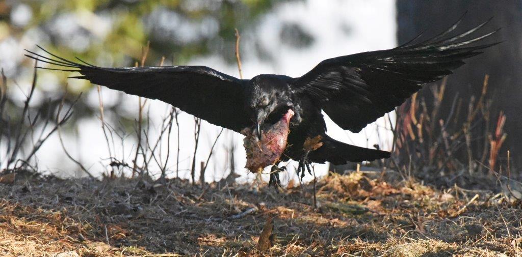 Raven with chicken leg