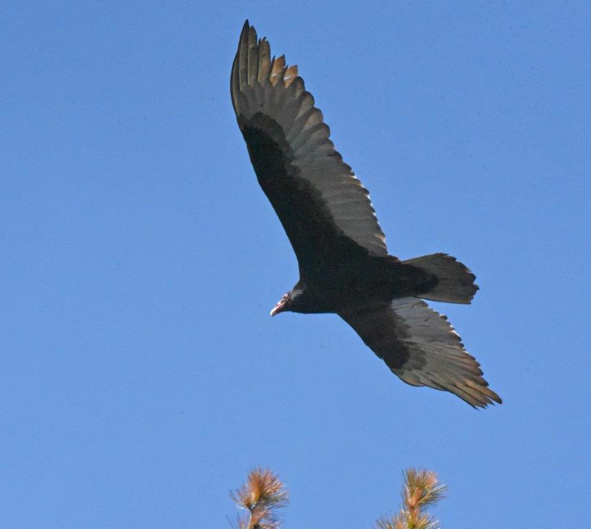 Turkey vulture