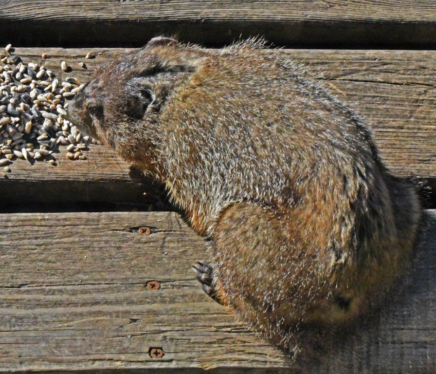 Woodchuck male