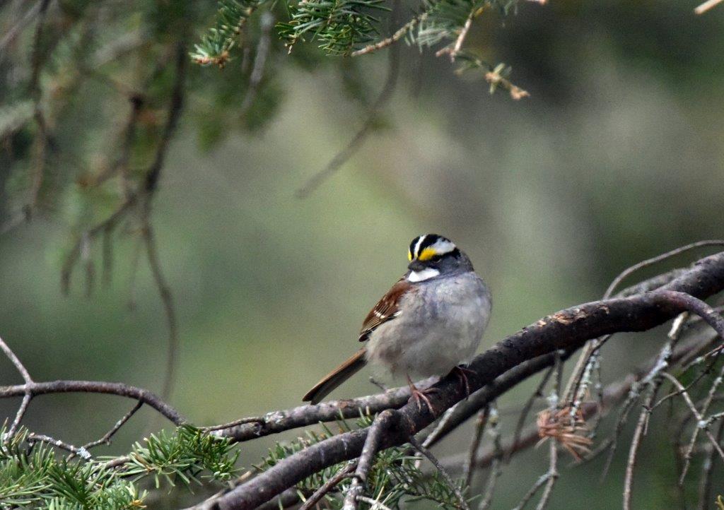 White-throated sparrow