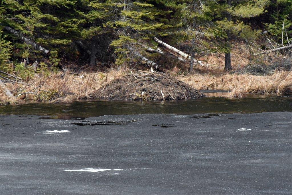 Woods Lake black ice