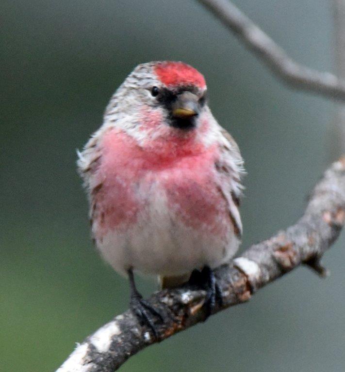 Common redpoll male