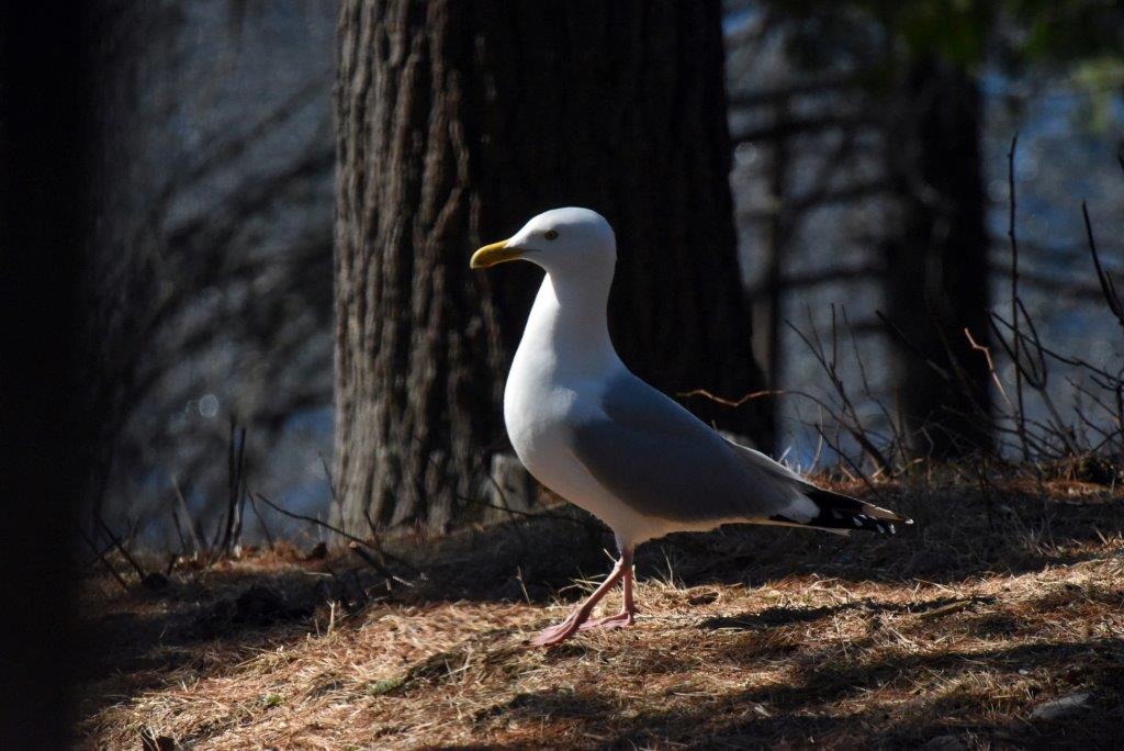 Herring gull