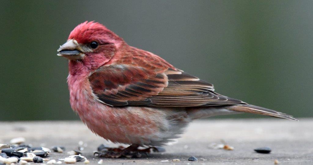 Purple finch male