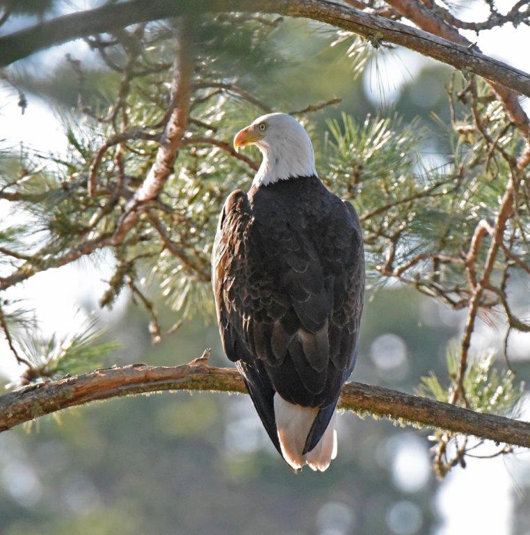 Bald Eagle