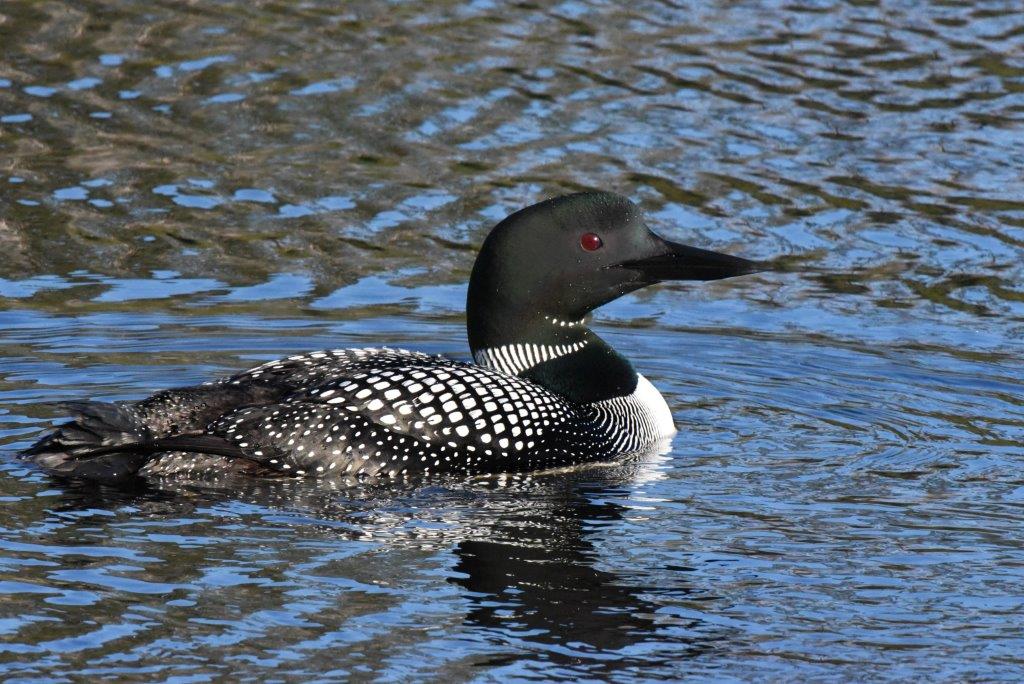 Loon on Woods Lake