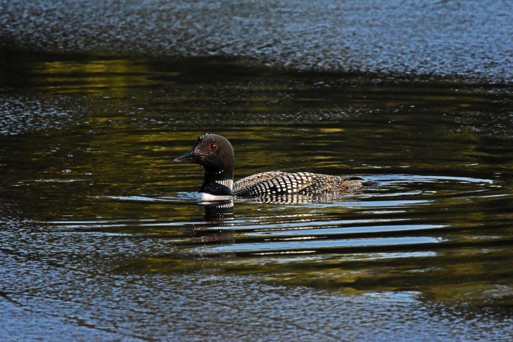 Loon on Woods Lake
