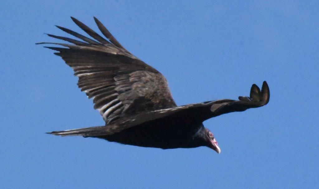 Turkey Vulture