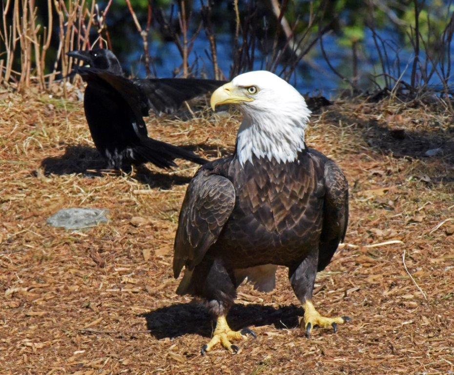 Bald Eagle