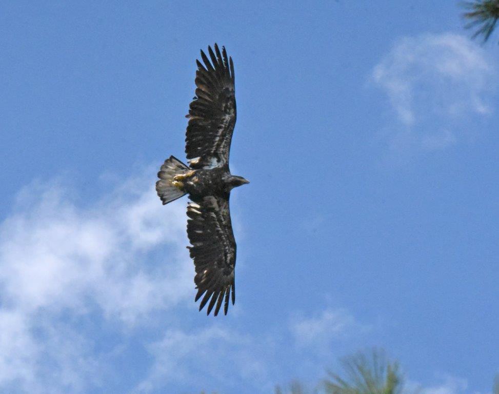 Bald Eagle Juvenile