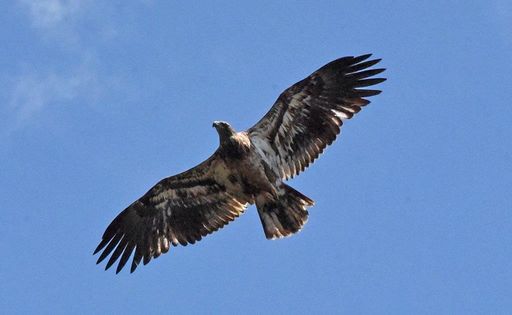 Bald Eagle Juvenile