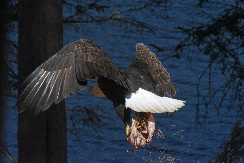 Bald Eagle with chicken leg