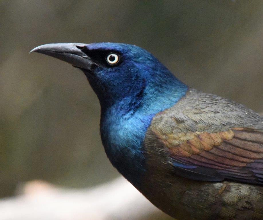 Common Grackle