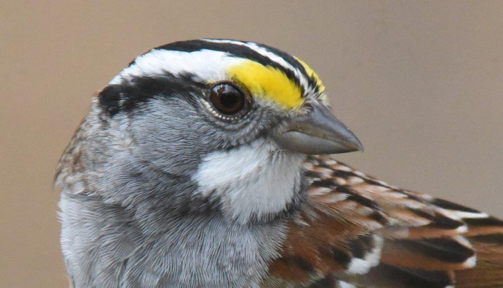 White-throated sparrow