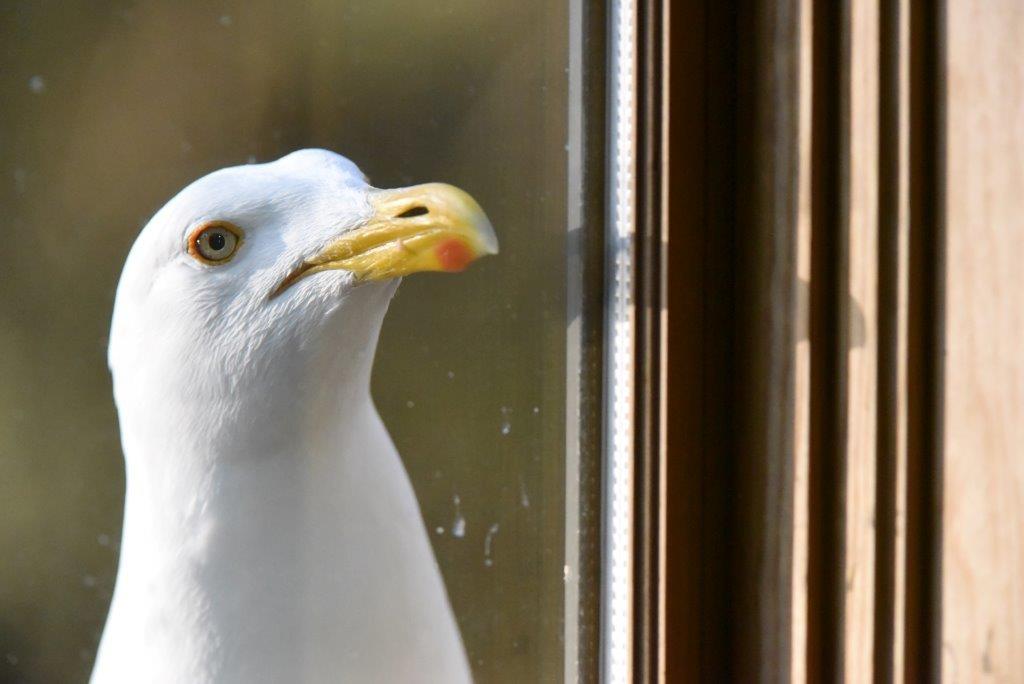 20180507 Herring gull