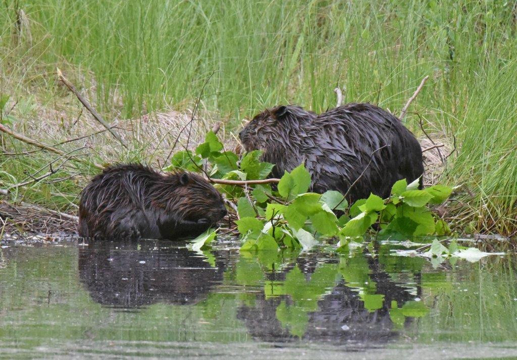 Beavers