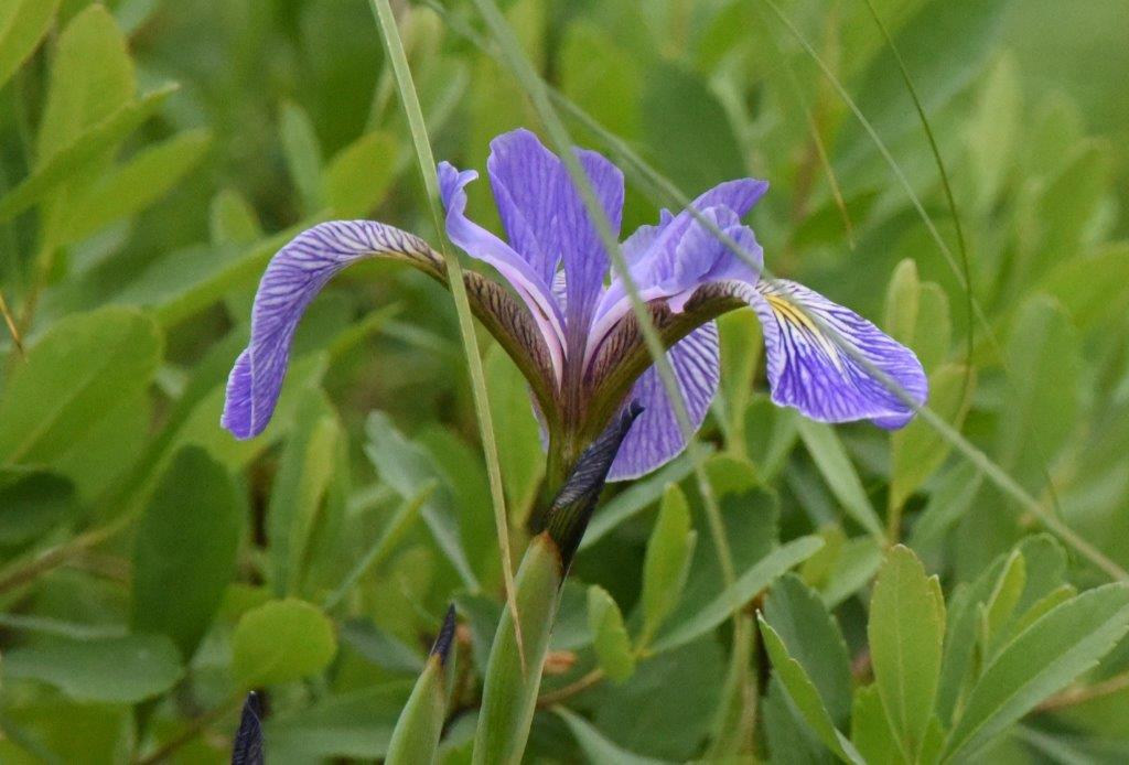 Iris Versicolor