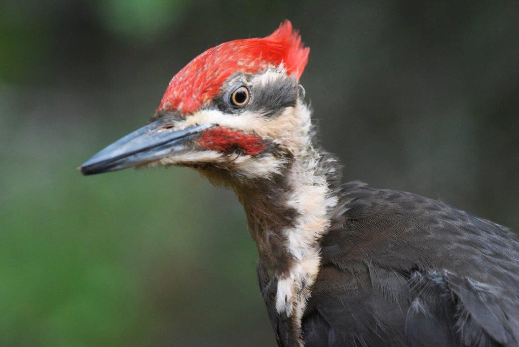 Pileated juvenile