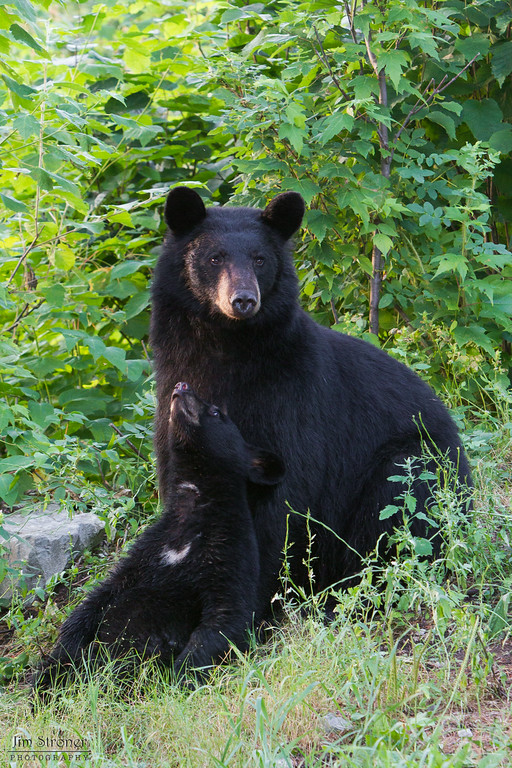 Daisy 2011 by Jim Stroner