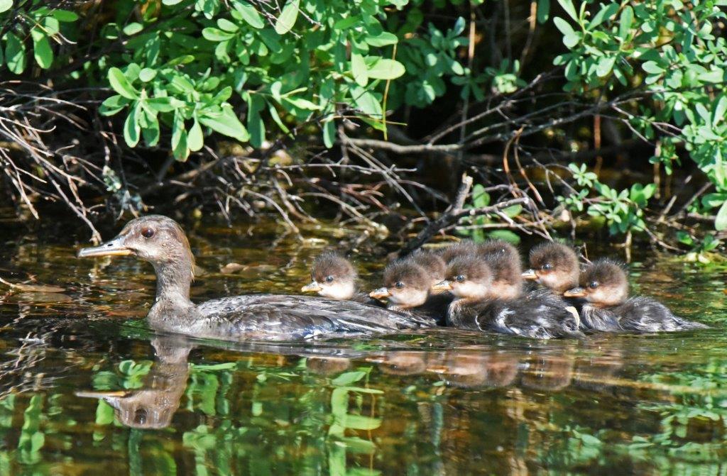 Hooded Merganser w/ chicks