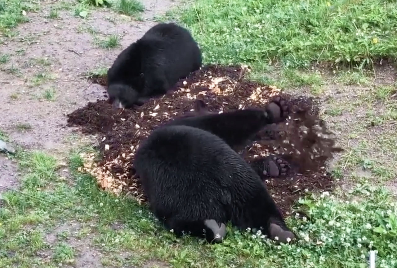 Lucky and Holly enjoy the cedar pile