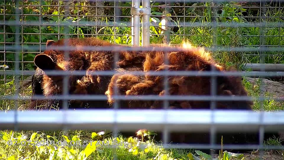 Tasha shedding her winter coat
