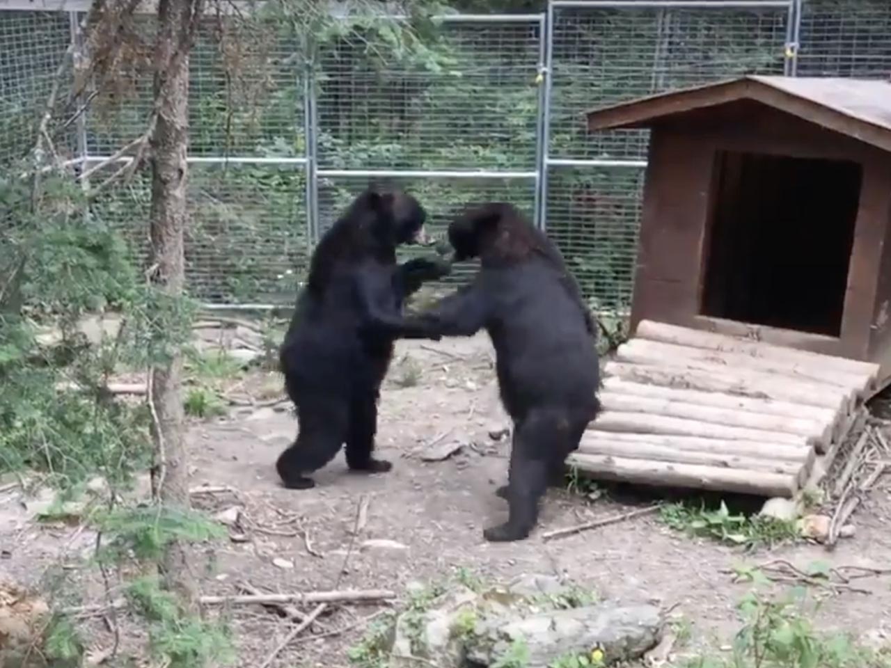 Tasha and Holly play