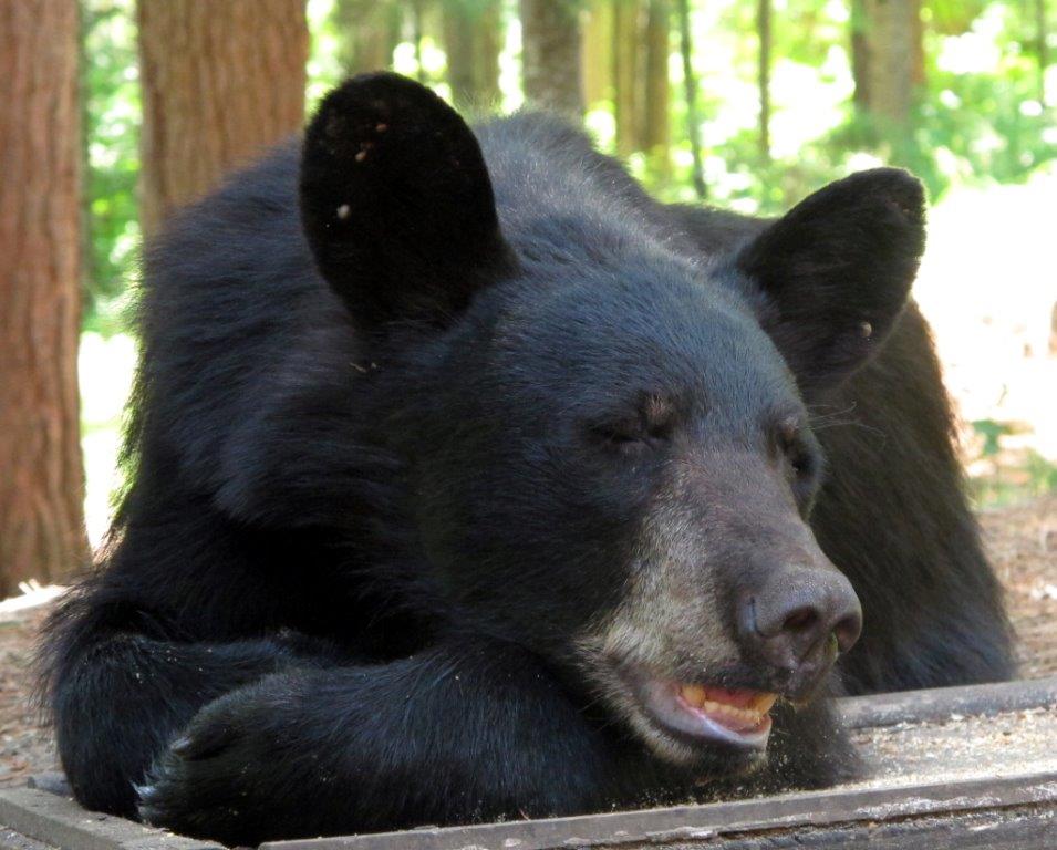 Bear Ailing