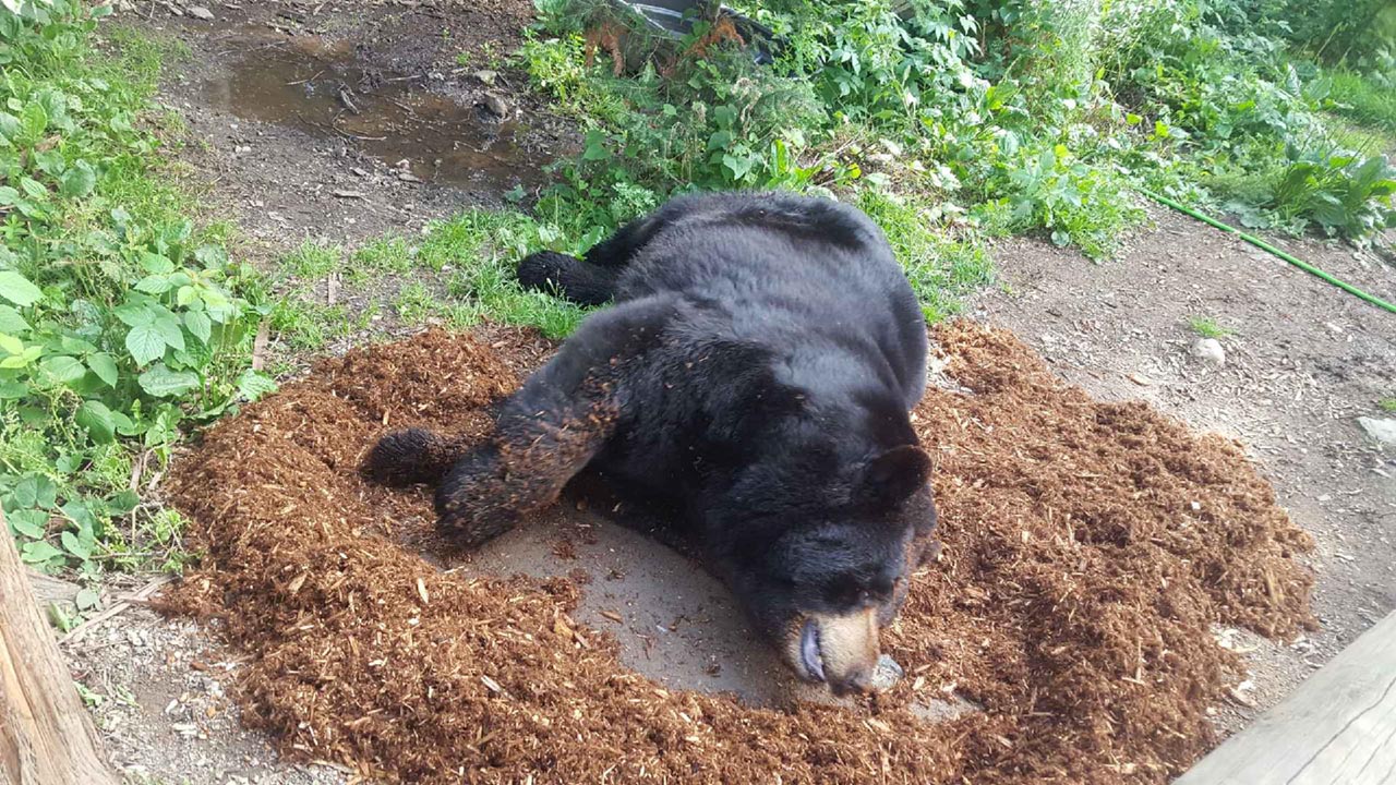 Ted by Norveig on 7/13/18